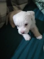 Male, a male Havapoo for sale in Yakima, WA – Photo 4 of 5