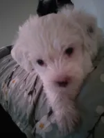 Male, a male Havapoo for sale in Yakima, WA – Photo 2 of 5