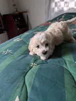 Female , a female Havapoo for sale in Yakima, WA – Photo 1 of 2