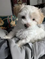 Female , a female Havapoo for sale in Yakima, WA – Photo 2 of 2