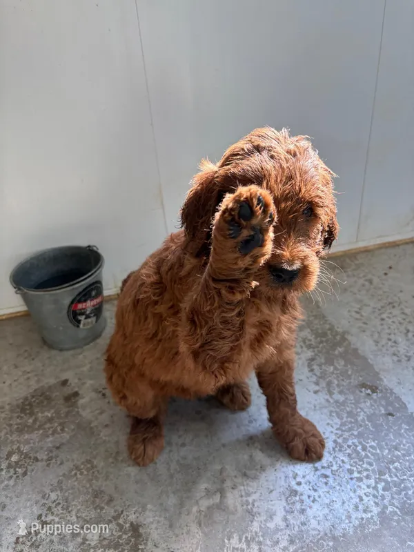 Green – Goldendoodle puppy for sale in Salem, VA