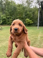 Blue, a male Goldendoodle for sale in Salem, VA – 2 of 2