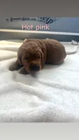 Hot pink , a female Goldendoodle for sale in Glenvar, VA – 2 of 2