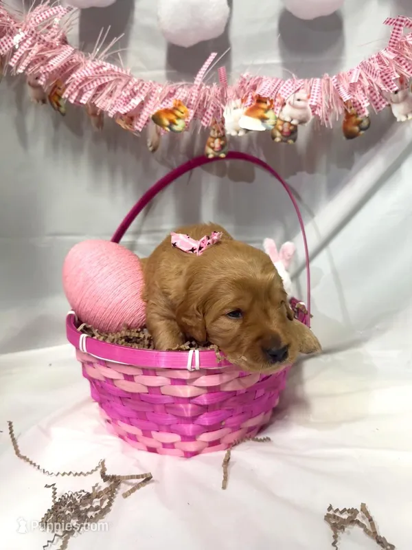 Sadie, a female Goldendoodle for sale in Glenvar, VA – Photo 1 of 1