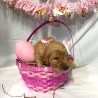 Sadie, a female Goldendoodle for sale in Glenvar, VA – Photo 4 of 4