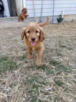 Sadie, a female Goldendoodle for sale in Glenvar, VA – Photo 1 of 4