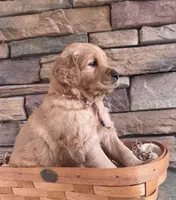 Sadie, a female Goldendoodle for sale in Glenvar, VA – Photo 3 of 4
