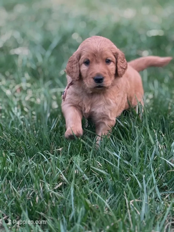 Sadie – Goldendoodle puppy for sale in Glenvar, VA