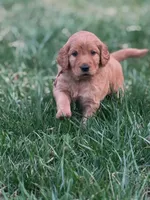 Sadie, a female Goldendoodle for sale in Glenvar, VA – Photo 2 of 4