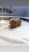 Purple, a female Goldendoodle for sale in Glenvar, VA – 2 of 2