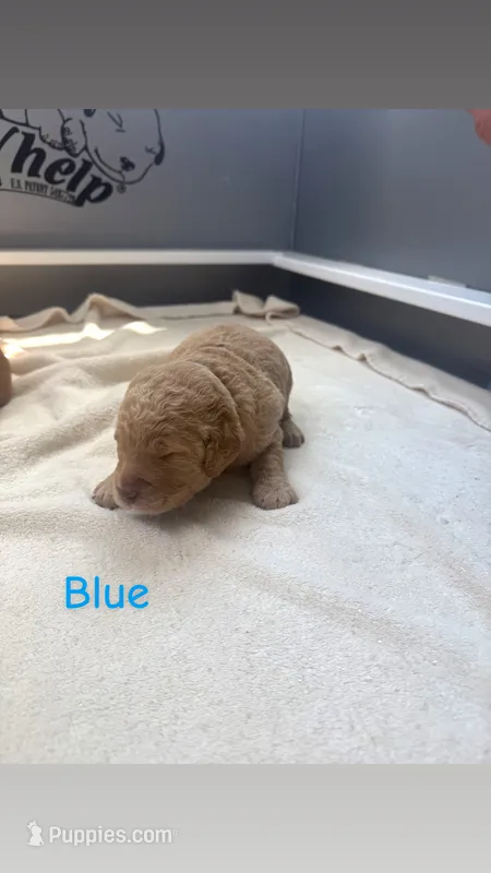 Blue – Goldendoodle puppy for sale in Glenvar, VA