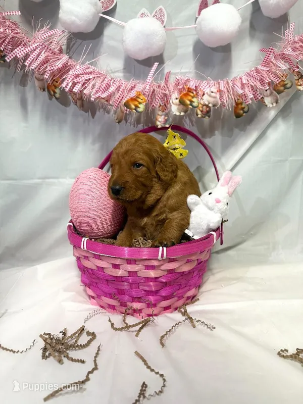 Georgia , a female Goldendoodle for sale in Glenvar, VA – Photo 1 of 1