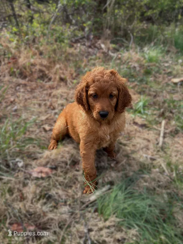 Georgia  – Goldendoodle puppy for sale in Glenvar, VA