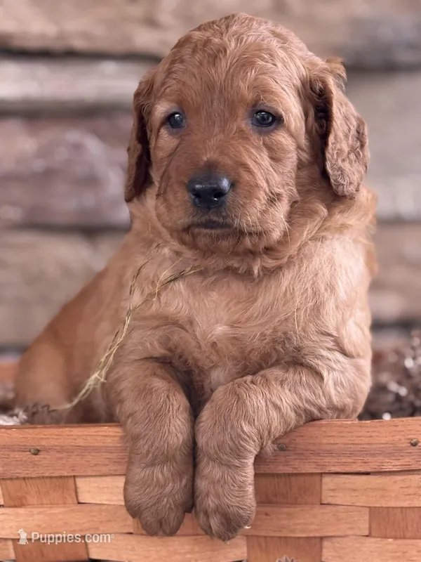 Georgia  – Goldendoodle puppy for sale in Glenvar, VA