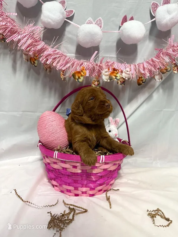Pearl, a female Goldendoodle for sale in Glenvar, VA – Photo 1 of 1