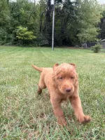 Hot pink , a male Goldendoodle for sale in Salem, VA – 2 of 2