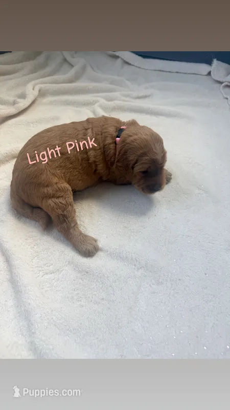 Light pink  – Goldendoodle puppy for sale in Glenvar, VA