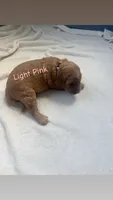 Light pink , a female Goldendoodle for sale in Glenvar, VA – 1 of 2