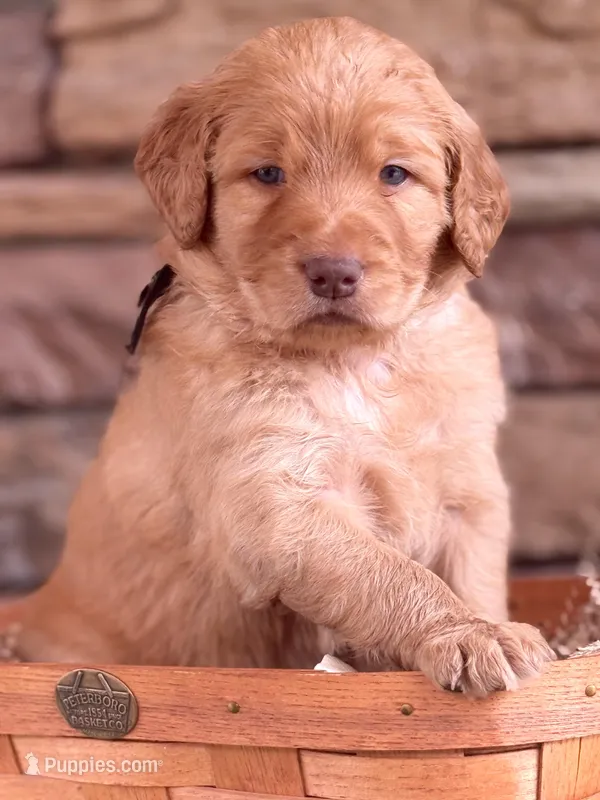 Cash – Goldendoodle puppy for sale in Glenvar, VA