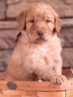 Cash, a male Goldendoodle for sale in Glenvar, VA – Photo 2 of 3