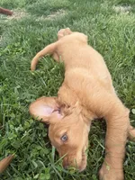 Cash, a male Goldendoodle for sale in Glenvar, VA – Photo 2 of 4