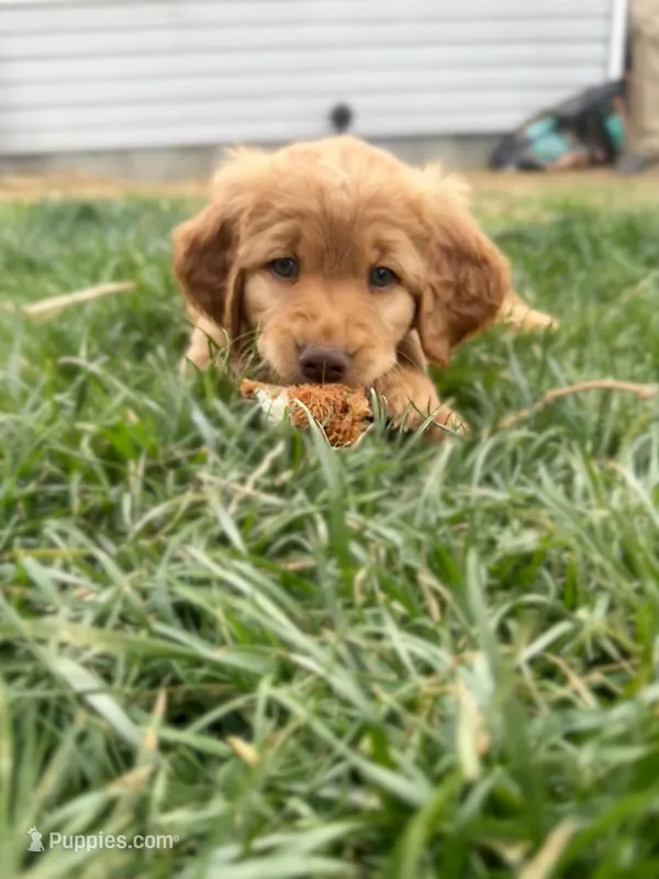 Cash – Goldendoodle puppy for sale in Glenvar, VA