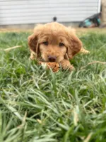 Cash, a male Goldendoodle for sale in Glenvar, VA – Photo 1 of 3