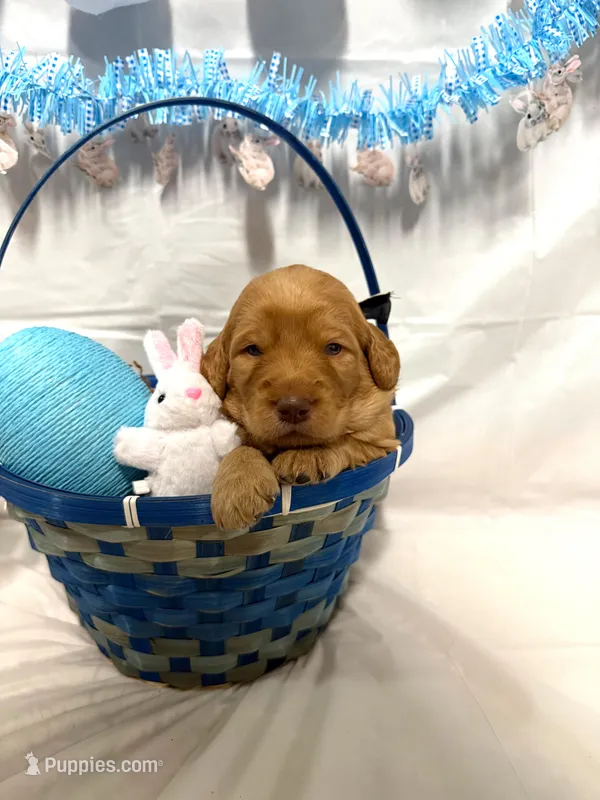 Cash, a male Goldendoodle for sale in Glenvar, VA – Photo 1 of 1