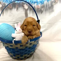 Cash, a male Goldendoodle for sale in Glenvar, VA – Photo 3 of 3