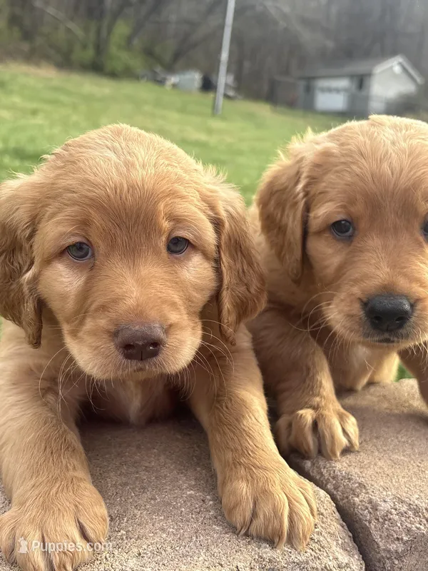 Cash – Goldendoodle puppy for sale in Glenvar, VA
