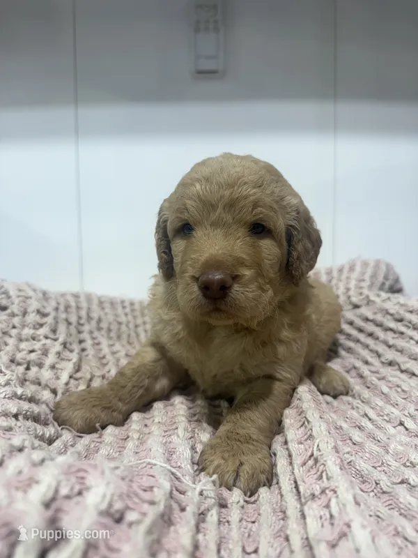 Blue – Goldendoodle puppy for sale in Glenvar, VA