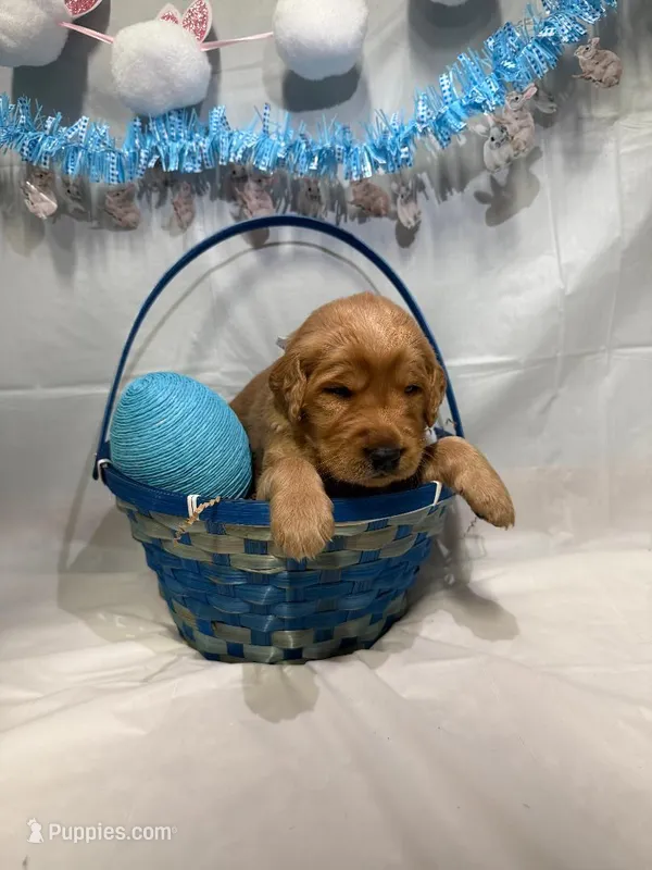 Colt , a male Goldendoodle for sale in Glenvar, VA – Photo 1 of 1
