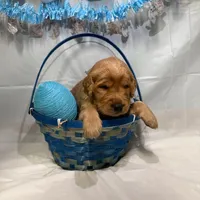 Colt , a male Goldendoodle for sale in Glenvar, VA – Photo 4 of 4