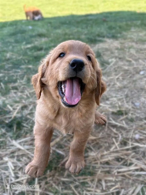 Colt  – Goldendoodle puppy for sale in Glenvar, VA