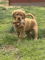 Colt , a male Goldendoodle for sale in Glenvar, VA – Photo 2 of 4