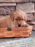 Colt , a male Goldendoodle for sale in Glenvar, VA – Photo 3 of 4