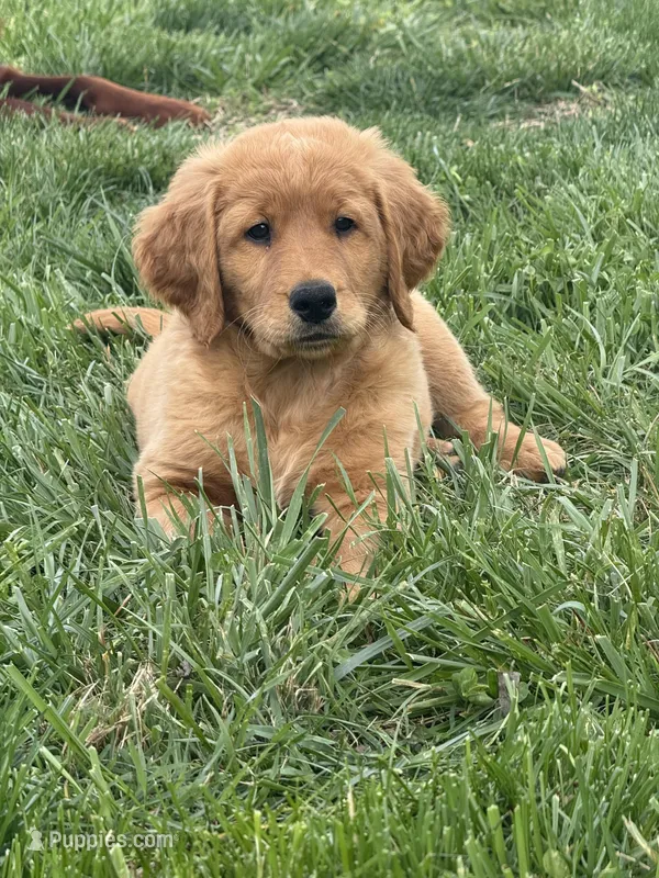 Colt  – Goldendoodle puppy for sale in Glenvar, VA