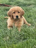 Colt , a male Goldendoodle for sale in Glenvar, VA – Photo 1 of 5