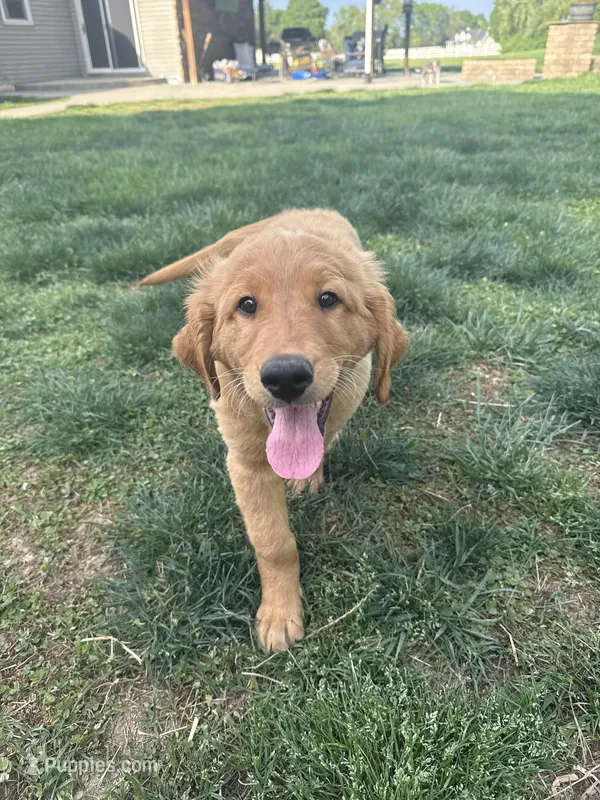 Colt  – Goldendoodle puppy for sale in Glenvar, VA
