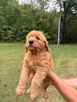 Neon , a male Goldendoodle for sale in Salem, VA – 1 of 2