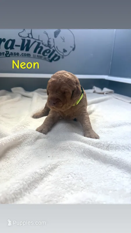 Neon  – Goldendoodle puppy for sale in Glenvar, VA