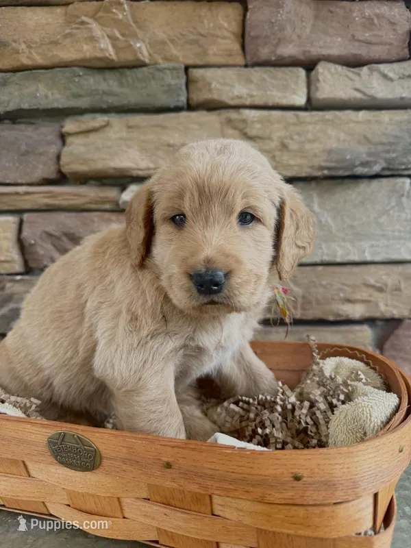 Sugar – Goldendoodle puppy for sale in Glenvar, VA