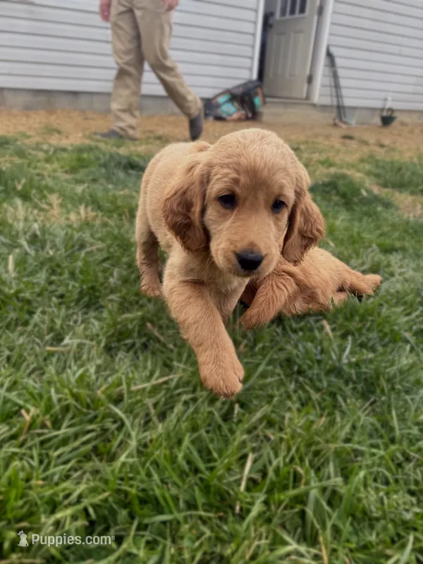 Sugar – Goldendoodle puppy for sale in Glenvar, VA