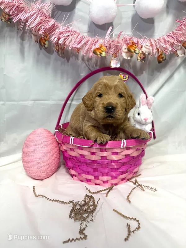 Sugar, a female Goldendoodle for sale in Glenvar, VA – Photo 1 of 1