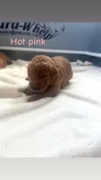 Hot pink , a female Goldendoodle for sale in Glenvar, VA – 1 of 2