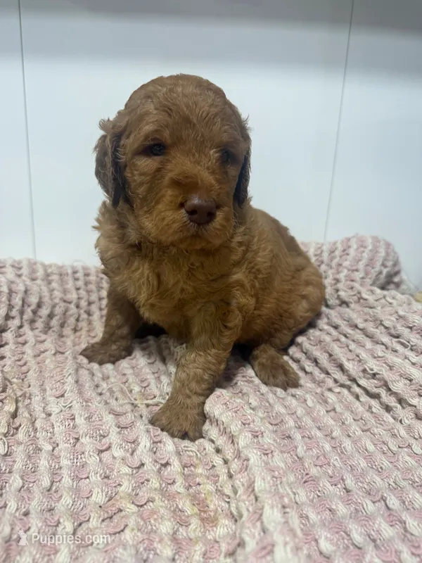 Neon  – Goldendoodle puppy for sale in Glenvar, VA
