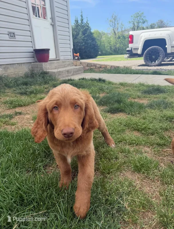 Hank – Goldendoodle puppy for sale in Glenvar, VA