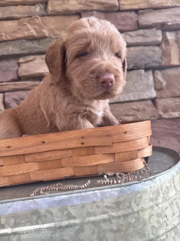 Hank – Goldendoodle puppy for sale in Glenvar, VA