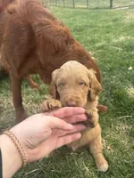 Hank, a male Goldendoodle for sale in Glenvar, VA – Photo 2 of 4