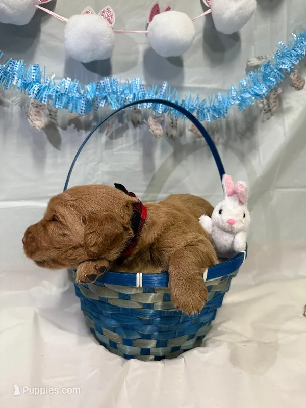 Hank, a male Goldendoodle for sale in Glenvar, VA – Photo 1 of 1